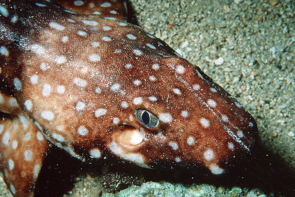 Hooded carpet shark (Hemiscyllium strahani). Madang, Papua New Guinea, Solomon Sea, Pacific