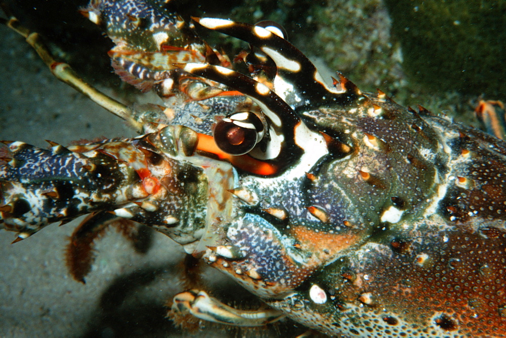 Caribbean spiny lobster (Panullirus argus), Looe Key, Key Largo, Florida, United States of America, North America