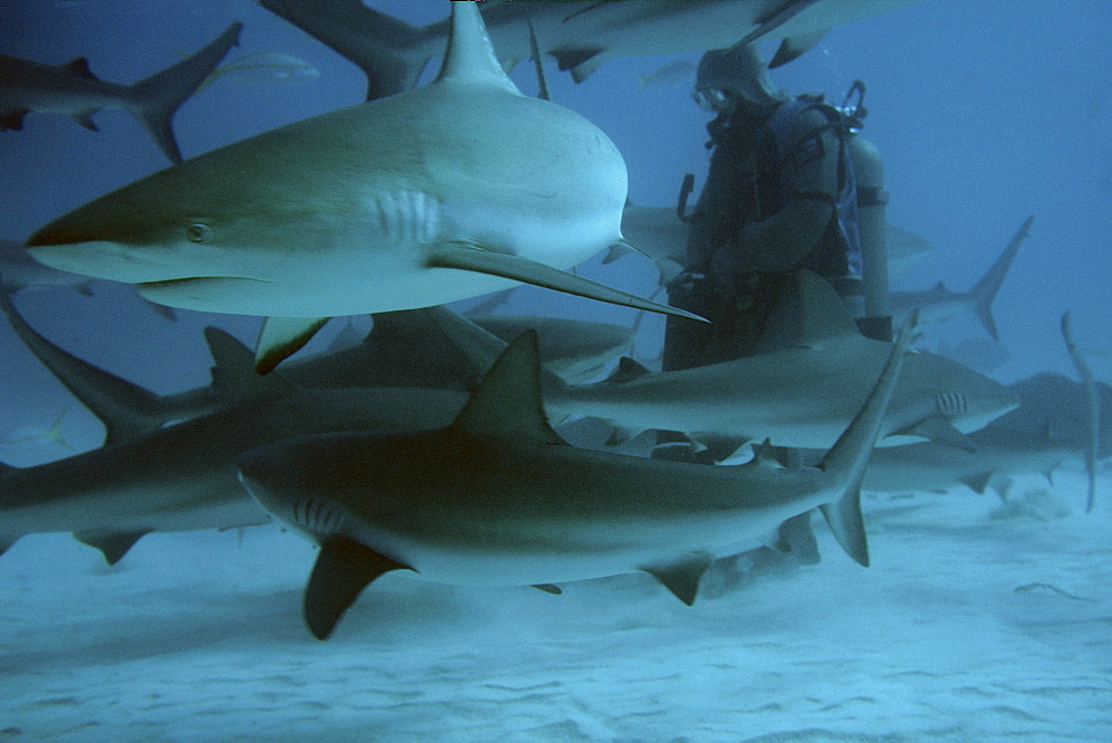 Diver feeding caribbean reef sharks (Carcharhinus perezi), Freeport, Bahamas, Caribbean, Central America