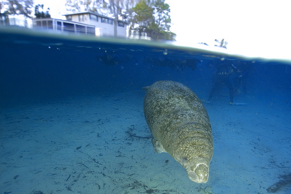 Florida manatee (Trichechus manatus latirostrus), Crystal River, Florida, United States of America, North America