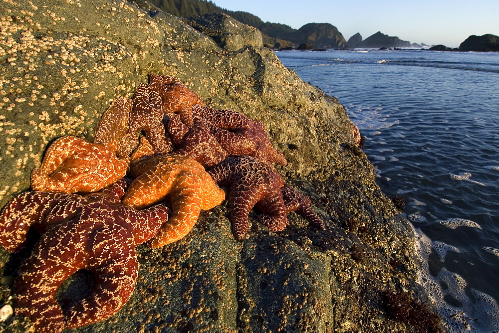 Purple ochre sea star (Pisaster ochraceus), in tidepool, Oregon coast, United States of America, North America