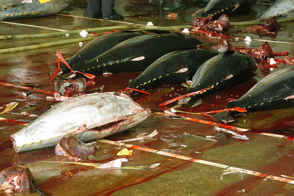 Yellowfin tuna (Thunnus albacares), Suao fish market, Taiwan, Asia