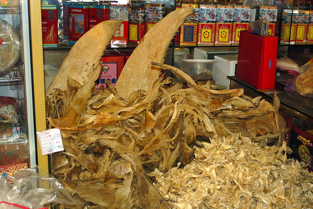 Dried shark fins for sale in traditional Chinese medicine store, Taipei, Taiwan, Asia