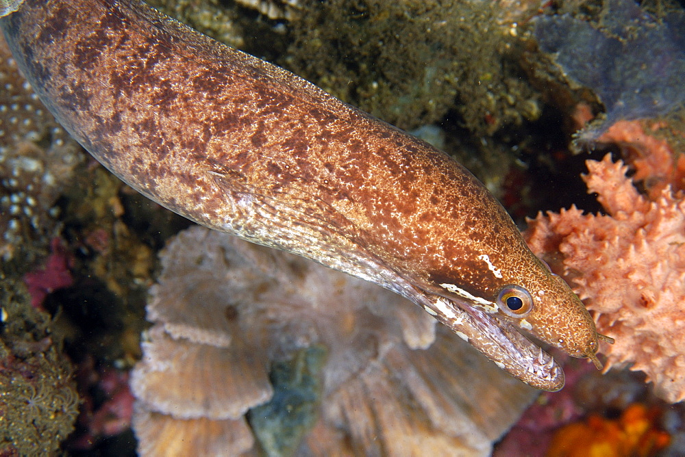 Barred-fin moray (Gymnothorax zonipectis) foraging at night, Dumaguete, Negros, Philippines, Southeast Asia, Asia