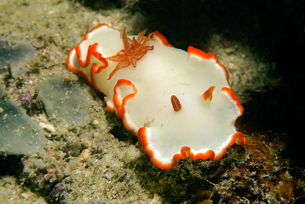 Dorid nudibranch (Glossodoris averni), La Laguna, Puerto Galera, Mindoro, Philippines, Southeast Asia, Asia