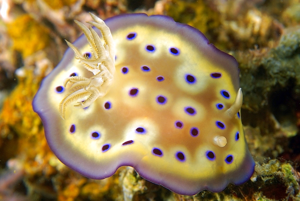 Dorid nudibranch (Chromodoris kuniei), La Laguna, Puerto Galera, Mindoro, Philippines, Southeast Asia, Asia