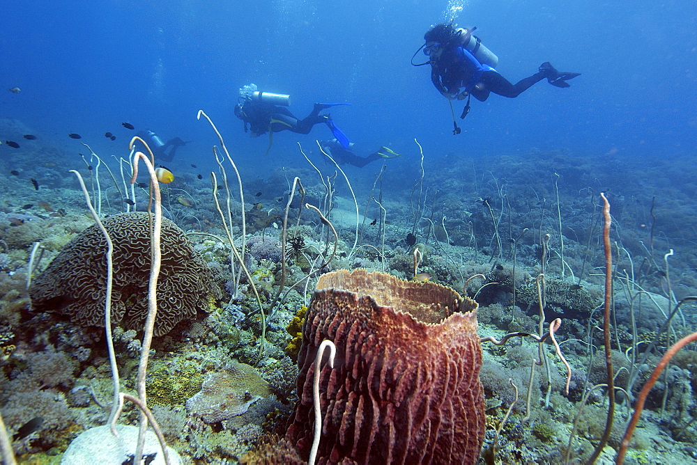 Divers explore a field of whip corals (Junceella fragilis), Puerto Galera, Mindoro, Philippines, Southeast Asia, Asia