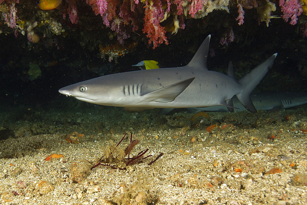 Whitetip reef shark (Triaenodon obesus) swimming in cave, Puerto Galera, Mindoro, Philippines, Southeast Asia, Asia