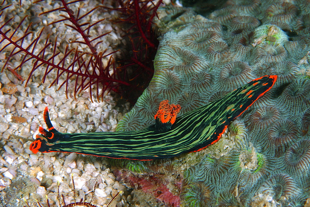 Polycerid nudibranch (Nembrotha kubaryana), Lapus Lapus Island, Malapascua, Cebu, Philippines, Southeast Asia, Asia