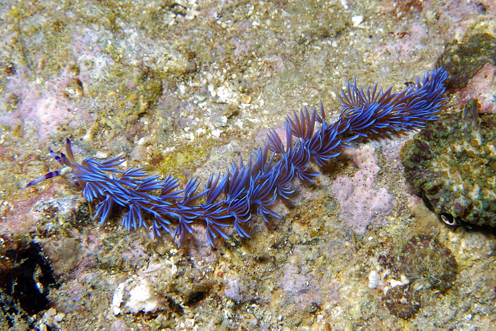 Aeolid nudibranch (Pteraeolidia ianthina), Gato Island, Cebu, Philippines, Southeast Asia, Asia