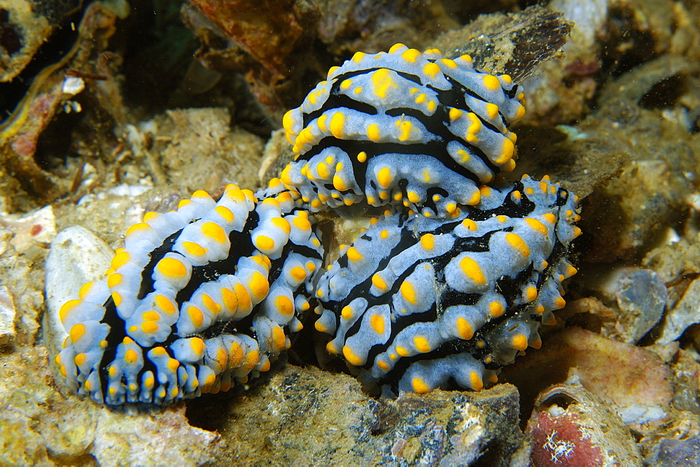 Group of nudibranches, Phyllidia varicosa, Gato Island, Cebu, Philippines, Southeast Asia, Asia