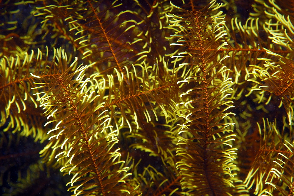 Feather star (Comanthina nobilis), Dumaguete, Negros, Philippines, Southeast Asia, Asia