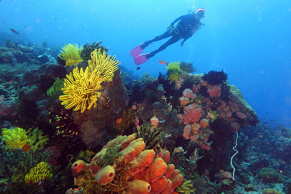 Diver enjoys the sight of colorful sponges, corals and feather stars at Coconut Point, Apo island Marine Reserve, Philippines, Southeast Asia, Asia