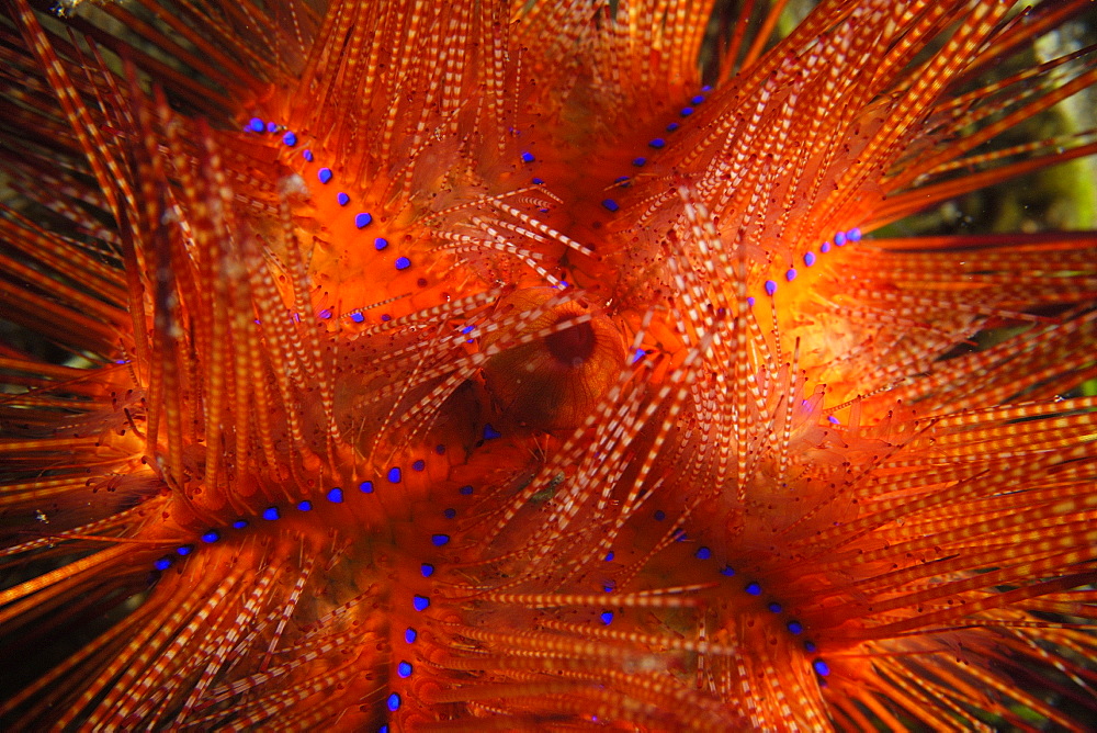 Red (radiant) urchin (Astropyga radiata), close-up, Cars, Dumaguete, Negros Island, Philippines, Southeast Asia, Asia