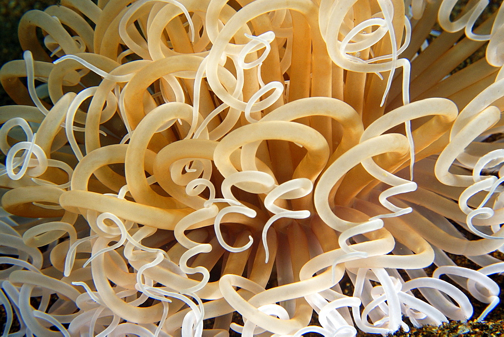 Tube anemone close-up, Cars, Dumaguete, Negros Island, Philippines, Southeast Asia, Asia