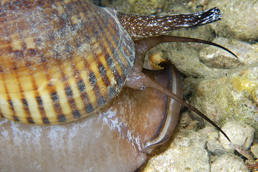 Whelk (Nassarius sp.) at night, Lighthouse, Malapascua Island, Northern Cebu, Philippines, Visayan Sea, Southeast Asia, Asia