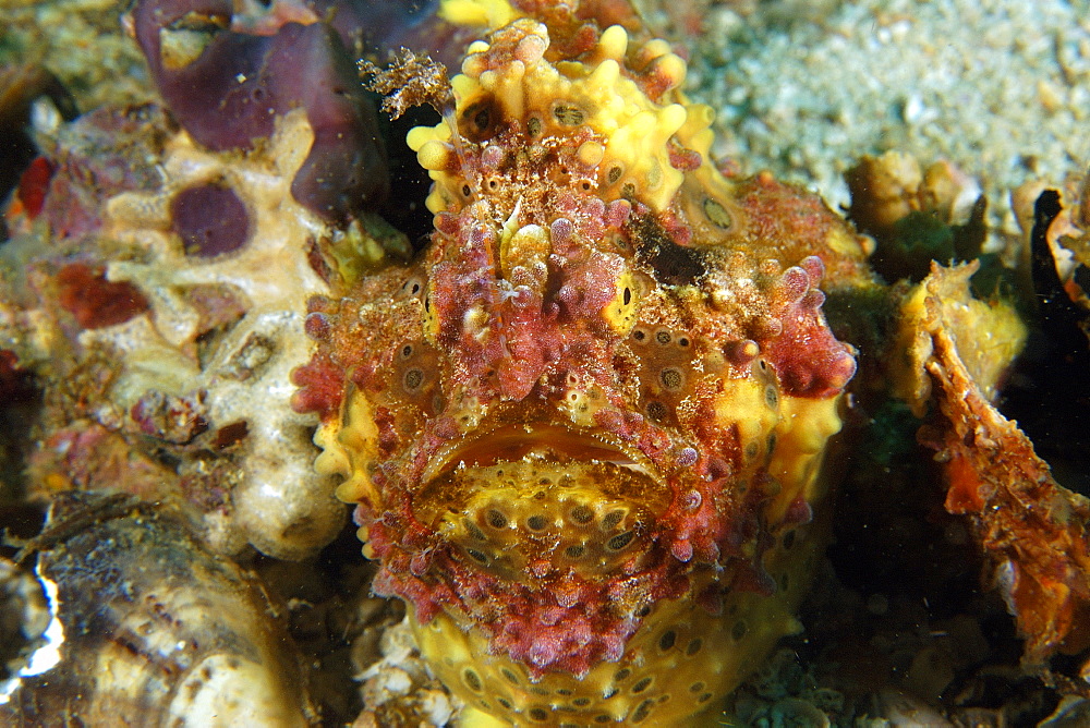 Warty frogfish (Antennarius maculatus), head detail, Gato Island, Northern Cebu, Philippines, Visayan Sea, Southeast Asia, Asia