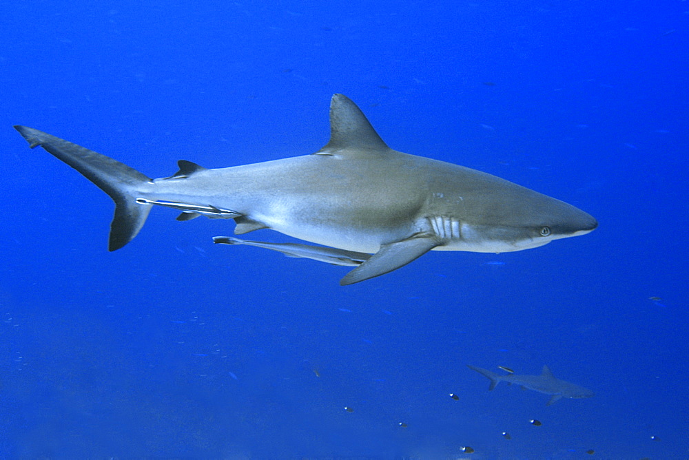 Grey reef shark (Carcharhinus amblyrhynchos), with remora (Echeneis naucrates), Blue corner, Palau, Caroline Islands, Micronesia, Pacific Ocean, Pacific