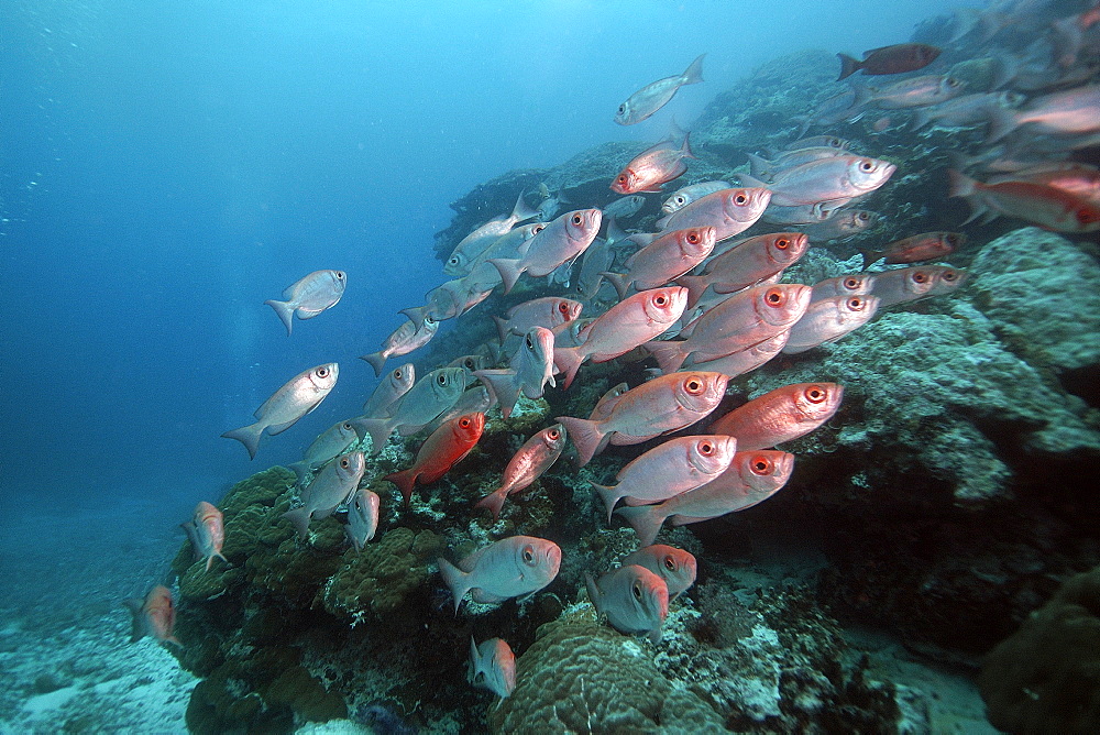 Crescent-tail bigeye (Priacanthus hamrur) schooling, Ulong channel, Palau, Caroline Islands, Micronesia, Pacific Ocean, Pacific