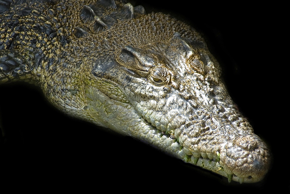 Saltwater crocodile (Crocodylus porosus), endangered, Palau, Caroline Islands, Micronesia, Pacific Ocean, Pacific