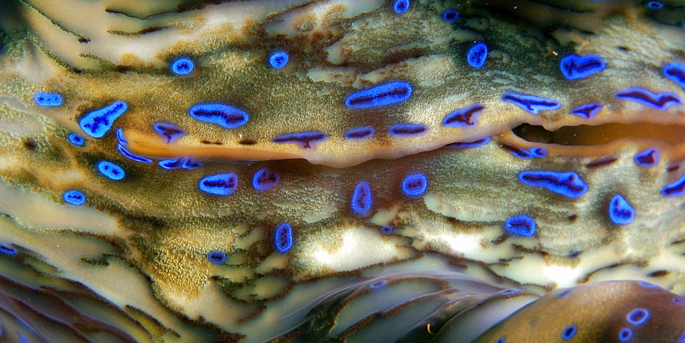 Fluted giant clam (Tridacna squamosa), detail of mantle and eye spots, Rongelap, Marshall Islands, Micronesia, Pacific