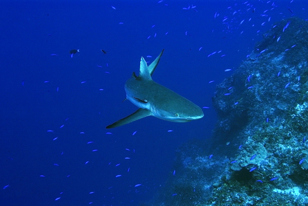 Gray reef shark (Carcharhinus amblyrhynchos), Jaboan, Rongelap, Marshall Islands, Micronesia, Pacific