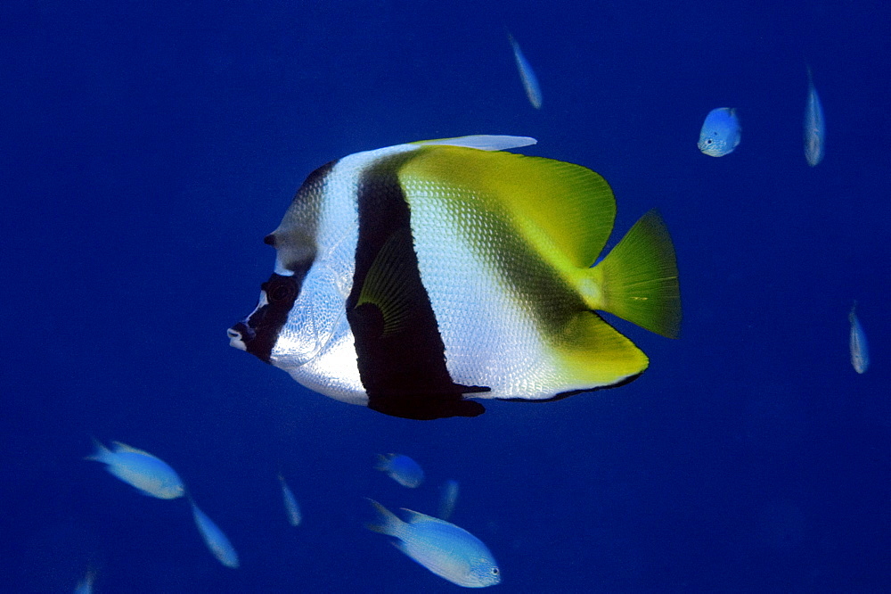 Masked bannerfish (Heniochus monoceros), Ailuk atoll, Marshall Islands, Pacific