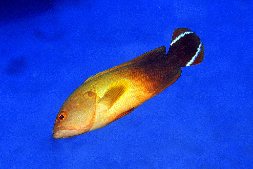 Flagtail grouper (Cephalopholis urodeta), swimming in mid-water, Ailuk atoll, Marshall Islands, Pacific