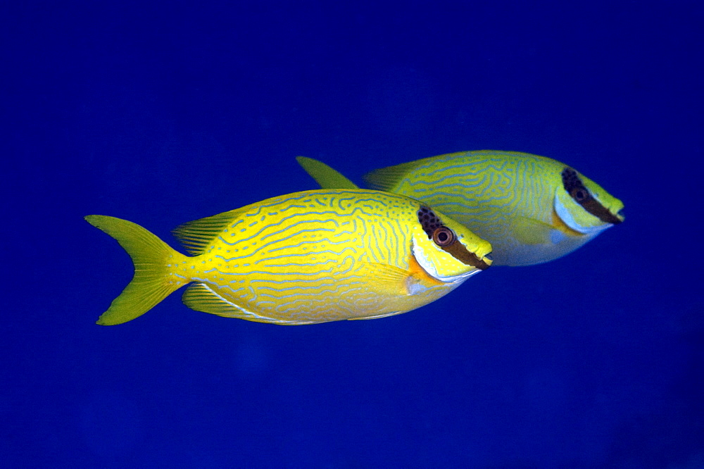 Pair of masked rabbitfish (Siganus puellus), swimming in mid-water, Ailuk atoll, Marshall Islands, Pacific