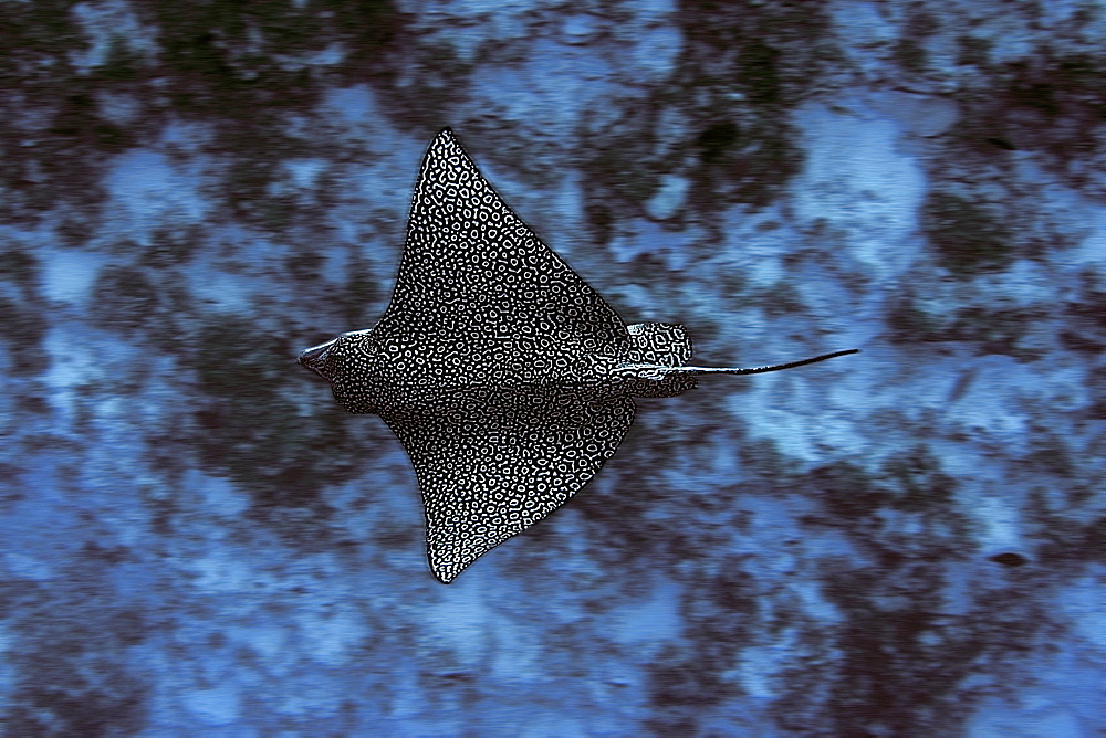 Spotted eagle ray (Aetobatus narinari), Ailuk atol, Marshall Islands, Pacific