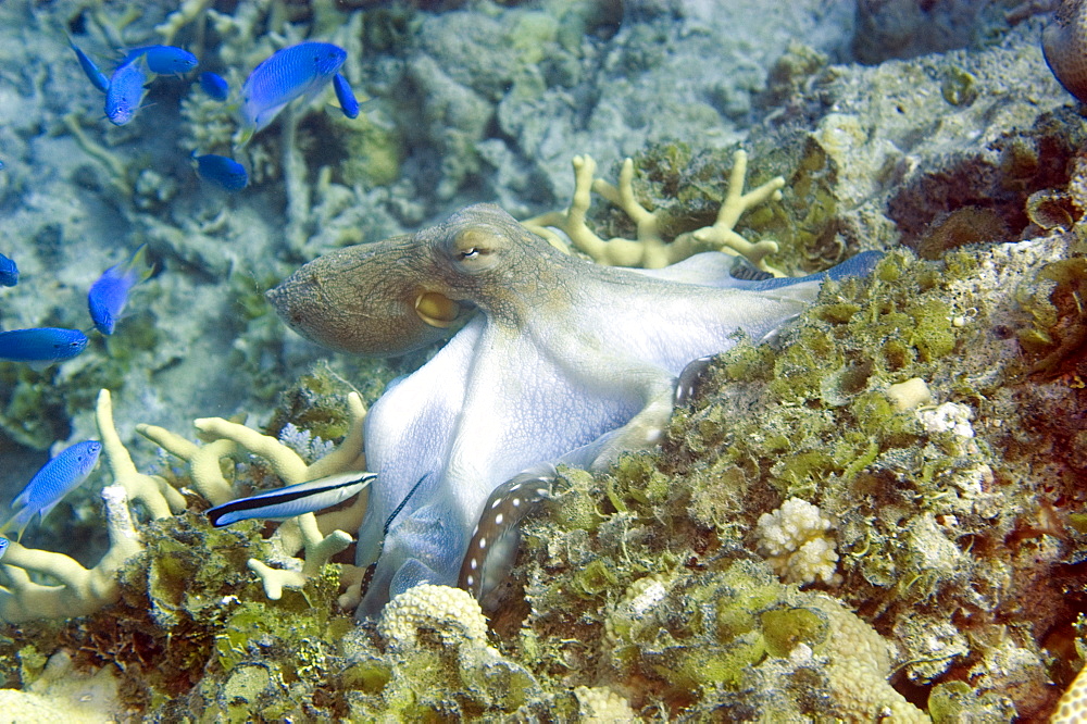 Reef octopus (Octopus cyanea), crawling over reef, Ailuk atoll, Marshall Islands, Pacific