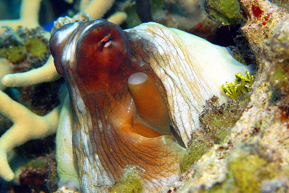 Eye and siphon detail of reef octopus (Octopus cyanea), crawling over reef, Ailuk atoll, Marshall Islands, Pacific