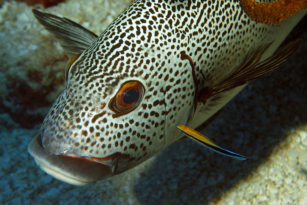 Dotted sweetlips (Plectorhinchus picus), being cleaned by bluestreak cleaner wrasse (Labroides dimidiatus), Namu atoll, Marshall Islands, Pacific