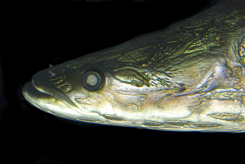 Arapaima (pirarucu) (Arapaima gigas) in captivity, the largest freshwater fish, found in the Amazon river basin, mainly in Brazil, South America