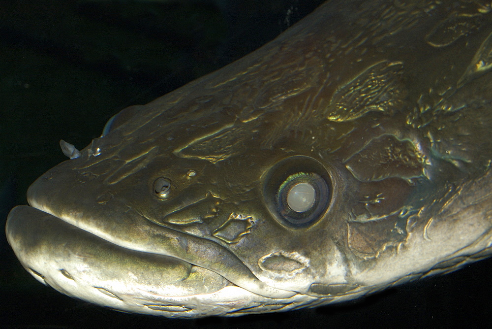 Arapaima (pirarucu) (Arapaima gigas) in captivity, the largest freshwater fish, found in the Amazon river basin, mainly in Brazil, South America