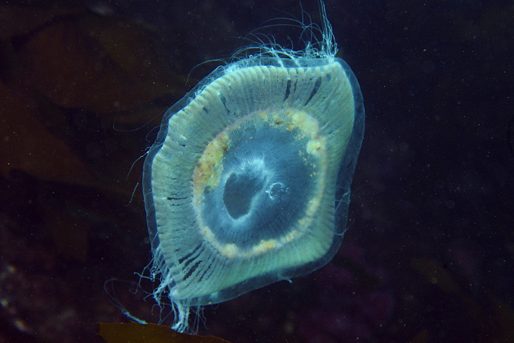 Jellyfish, Munsom island, Jeju-Do, South Korea, Asia