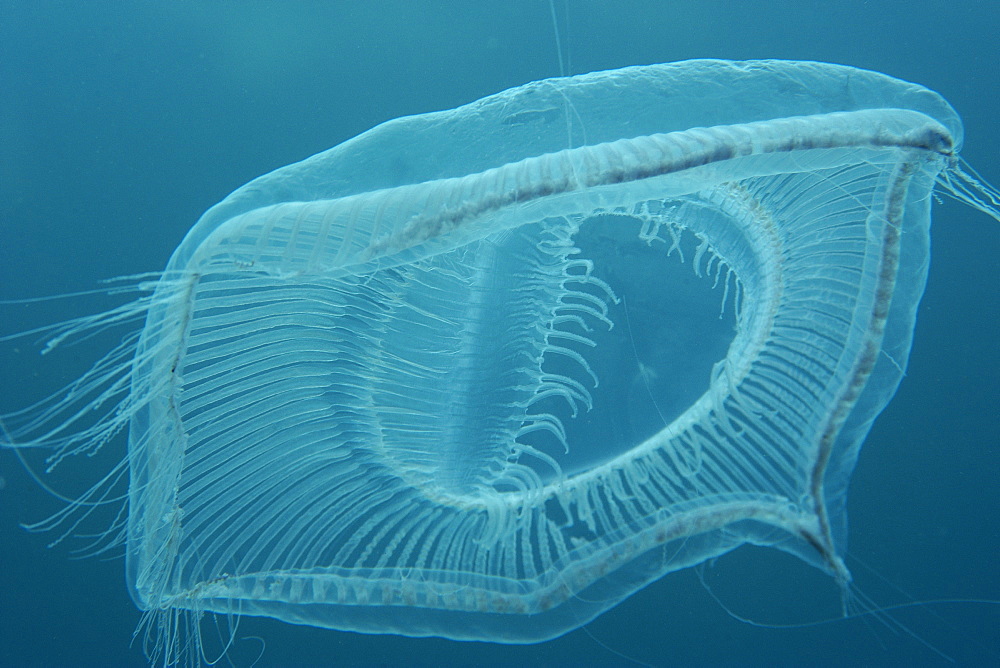 Jellyfish, Seopsom island, Jeju-Do, South Korea, Asia