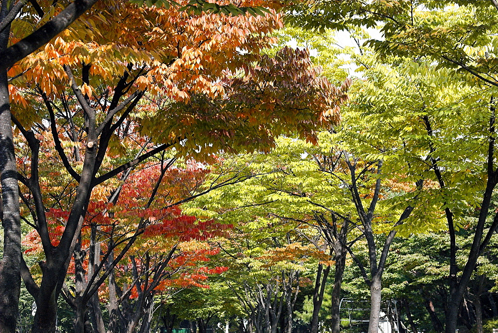 Autumn foliage, Seoul, Gyeonggi-Do, South Korea, Asia