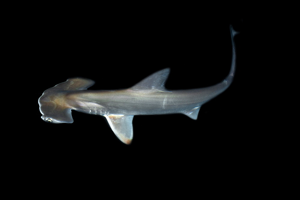 Scalloped hammerhead shark pup (Sphyrna lewini), kept for research, Hawaii Institute of Marine Biology, Kaneohe, Oahu, Hawaii, United States of America, Pacific