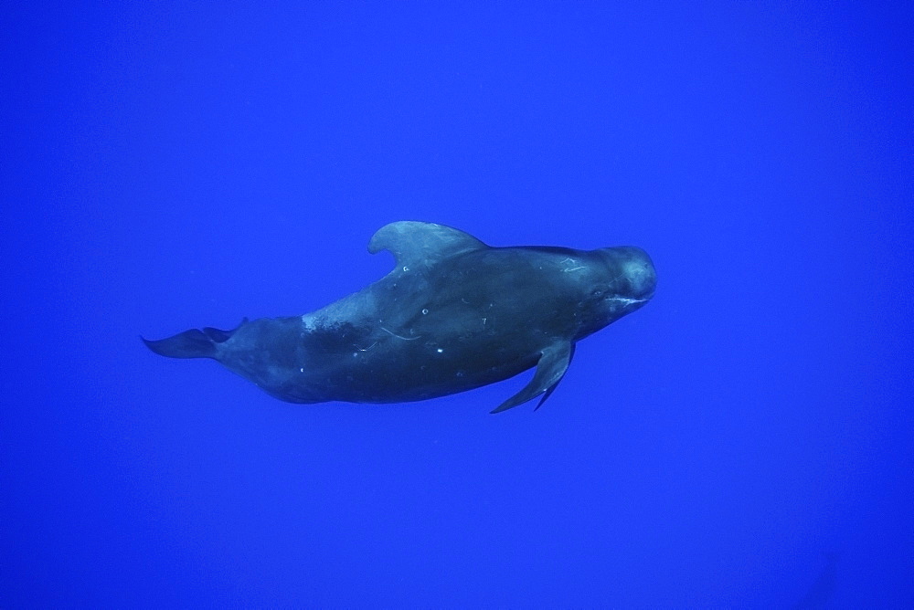 Short-finned pilot whale (Globicephala macrorhynchus), Kailua-Kona, Hawaii, United States of America, Pacific