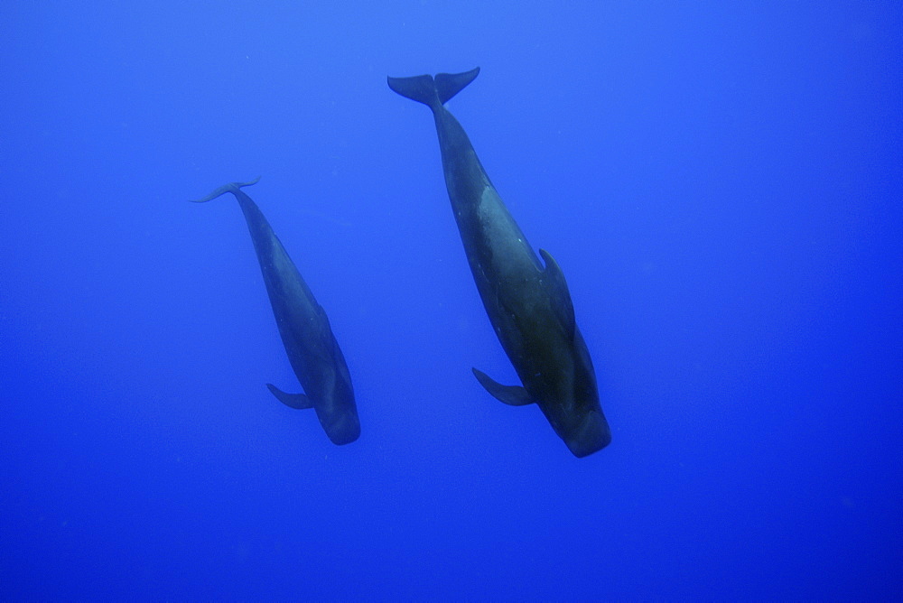 Short-finned pilot whale (Globicephala macrorhynchus), Kailua-Kona, Hawaii, United States of America, Pacific