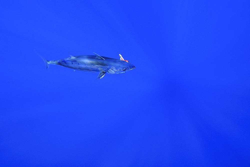 Skipjack tuna (Katsuwonus pelamis) hooked on fishing line, Kailua-Kona, Hawaii, United States of America, North America