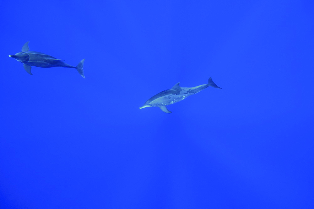 Rough-toothed dolphin (Steno bredanensis), Kailua-Kona, Hawaii, United States of America, Pacific