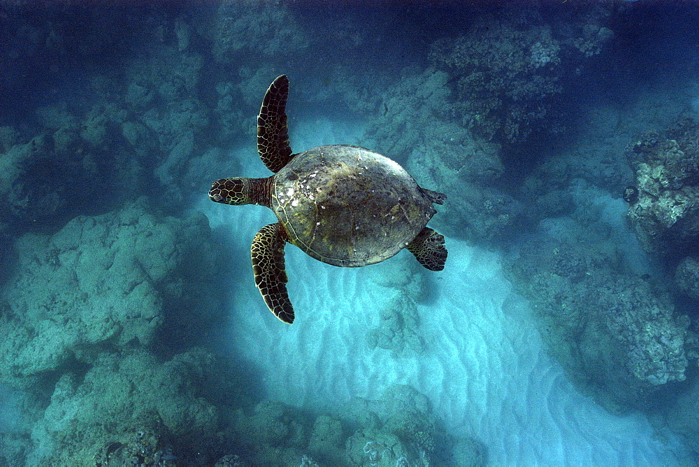 Green sea turtle (Chelonia mydas), Hanauma Bay, Oahu,  Hawaii, United States of America, Pacific