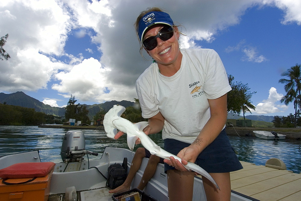 Research scientist Lori Davis holds hammerhead shark pup (Sphyrna lewini), Hawaii Institute of Marine Biology, Kaneohe, Oahu, Hawaii, United States of America, Pacific