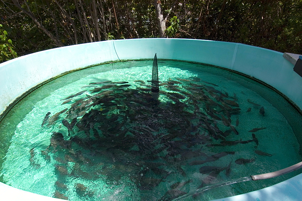 Tank with hundreds of tilapia (Oreochromis mossambicus), Hawaii Institute of Marine Biology, Kaneohe, Oahu, Hawaii, United States of America, Pacific