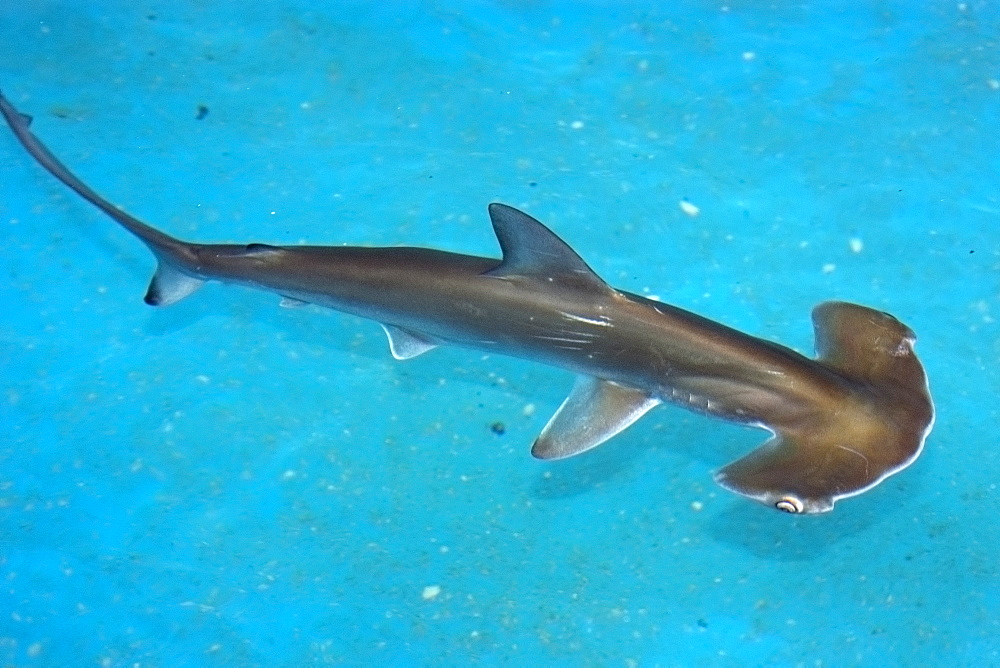 Scalloped hammerhead shark pup (Sphyrna lewini), kept for research, Hawaii Institute of Marine Biology, Kaneohe, Oahu, Hawaii, United States of America, Pacific