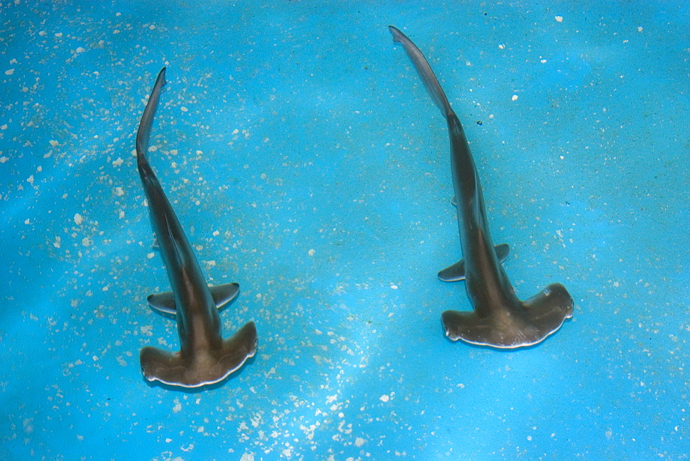 Scalloped hammerhead shark pups (Sphyrna lewini), kept for research, Hawaii Institute of Marine Biology, Kaneohe, Oahu, Hawaii, United States of America, Pacific