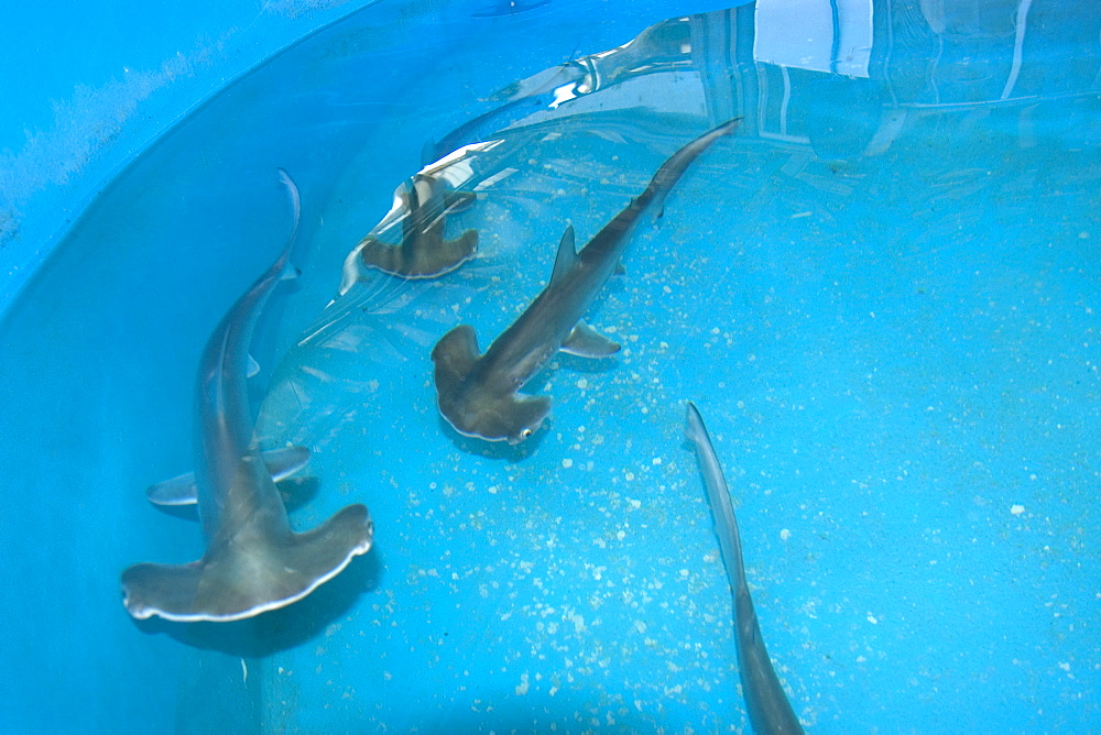 Scalloped hammerhead shark pups (Sphyrna lewini), kept for research, Hawaii Institute of Marine Biology, Kaneohe, Oahu, Hawaii, United States of America, Pacific