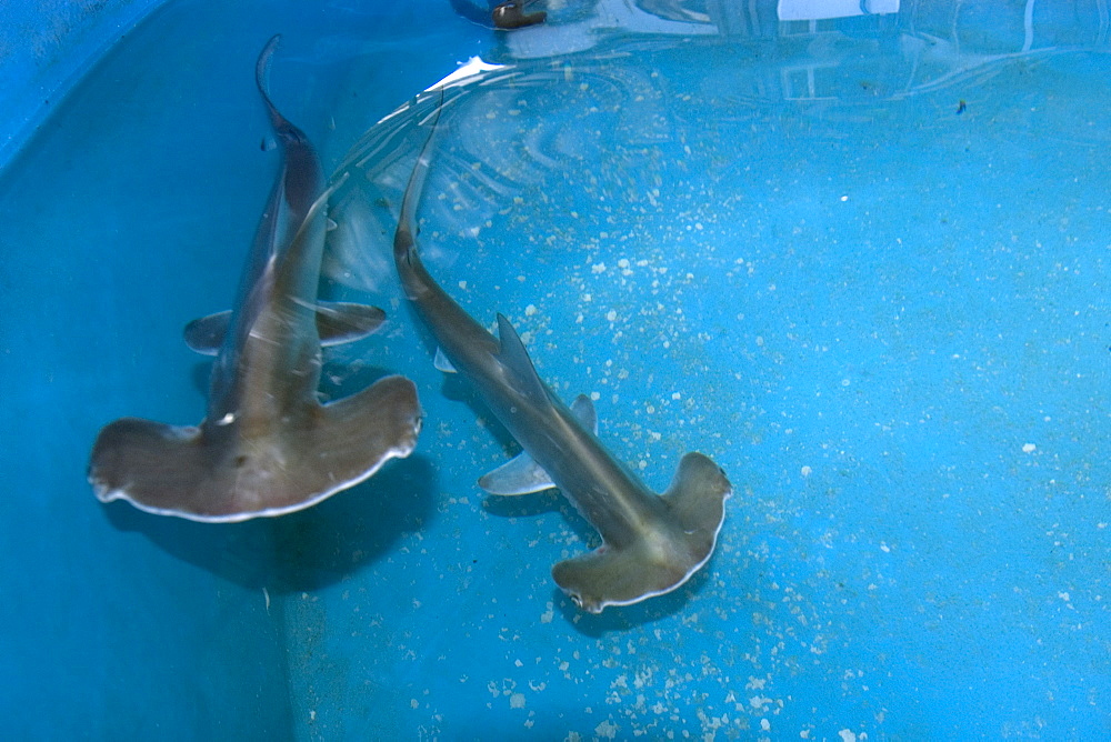 Scalloped hammerhead shark pups (Sphyrna lewini), kept for research, Hawaii Institute of Marine Biology, Kaneohe, Oahu, Hawaii, United States of America, Pacific